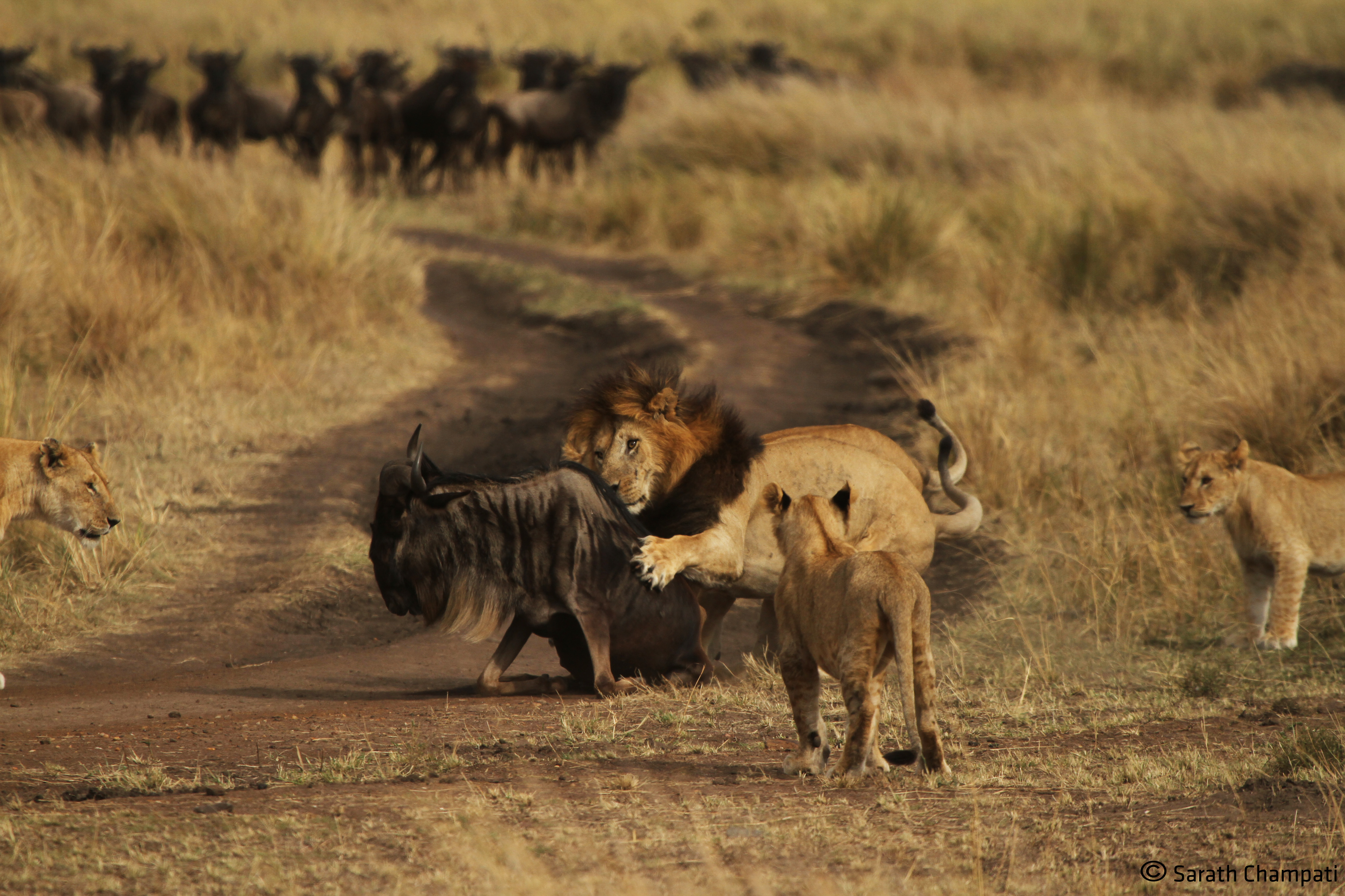 Best Of Kenyan Safari - Christmas Special | Planetwildlife: Nature